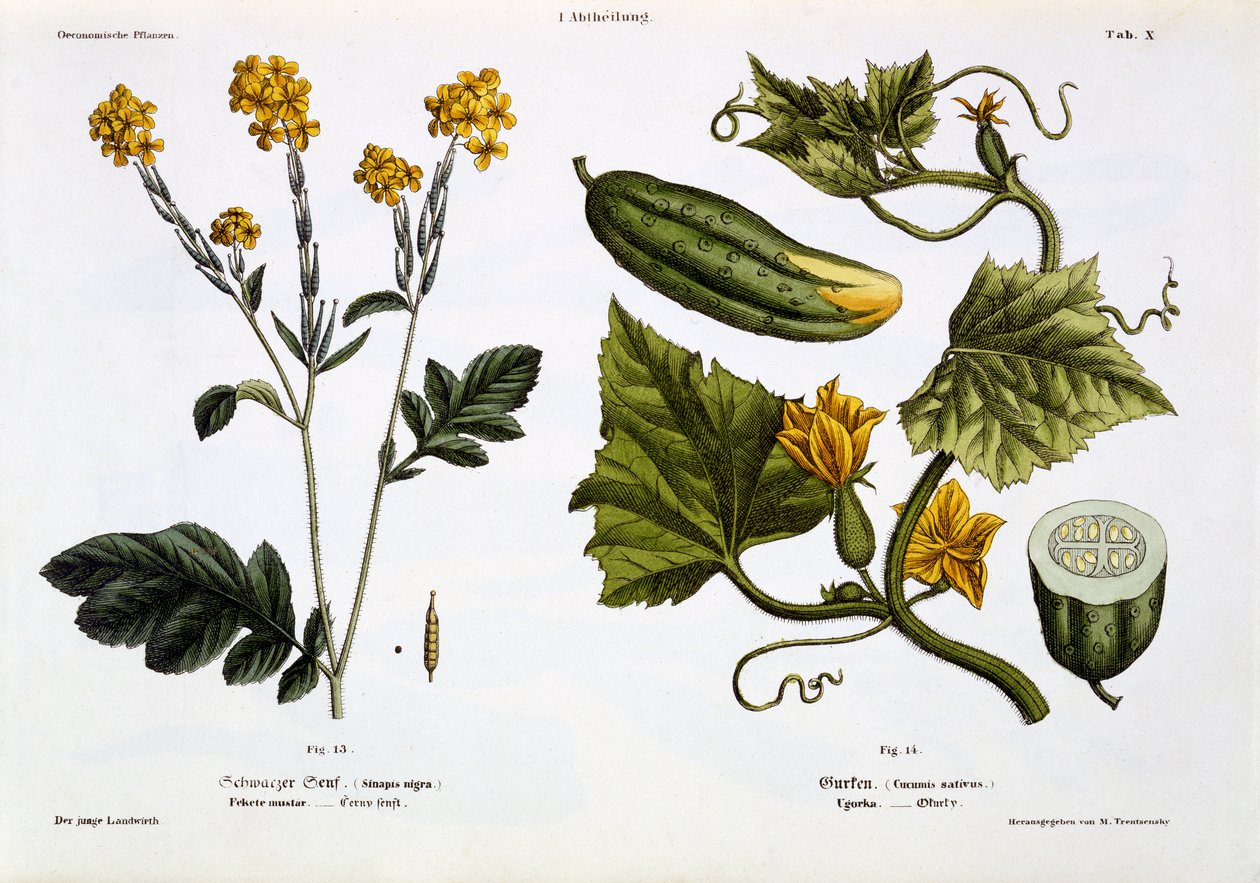Sinapis nigra (fig 13), Cucumis Sativus (fig 14), de 