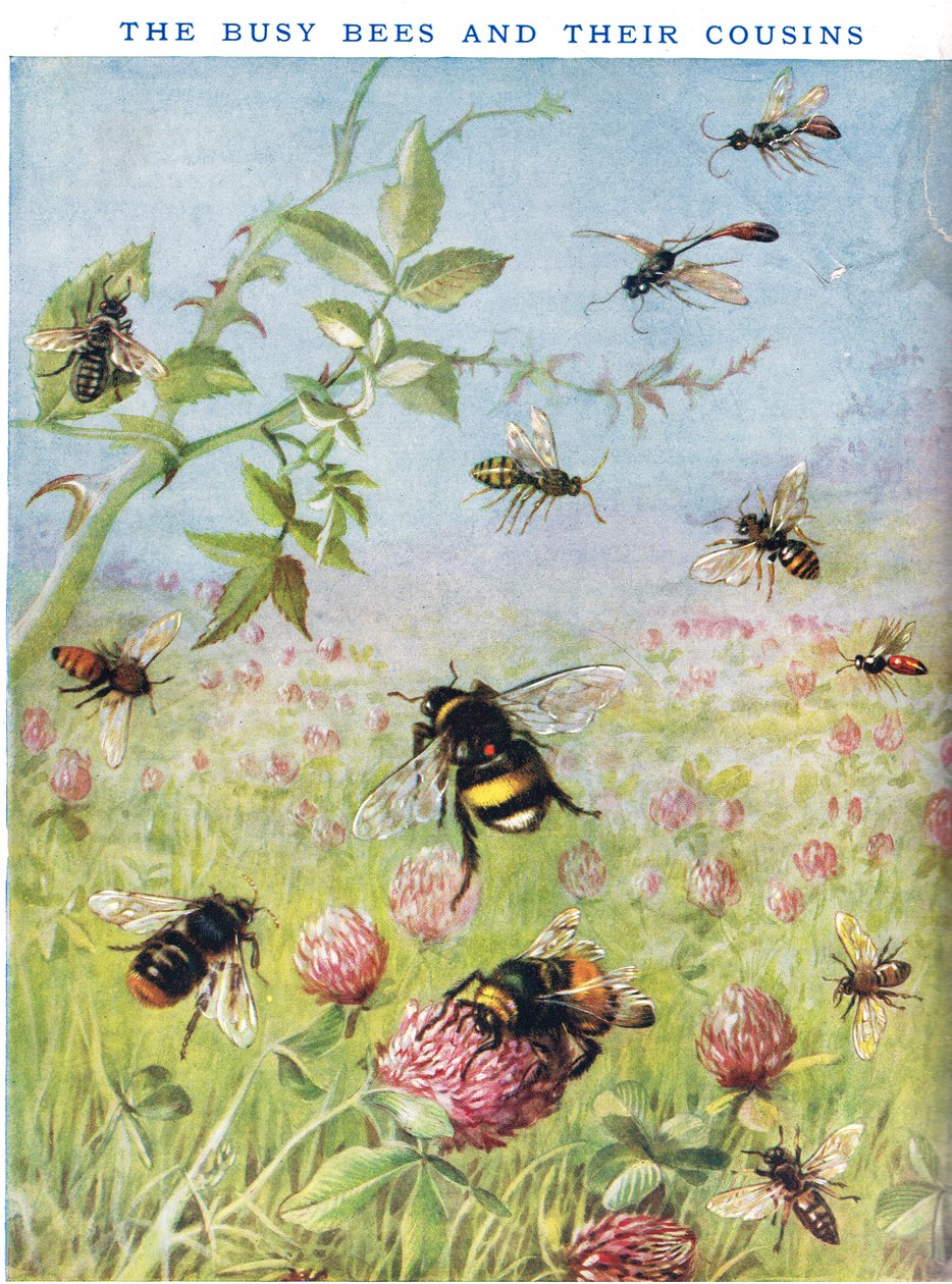 Las abejas ocupadas y sus primos de Maud Scrivener