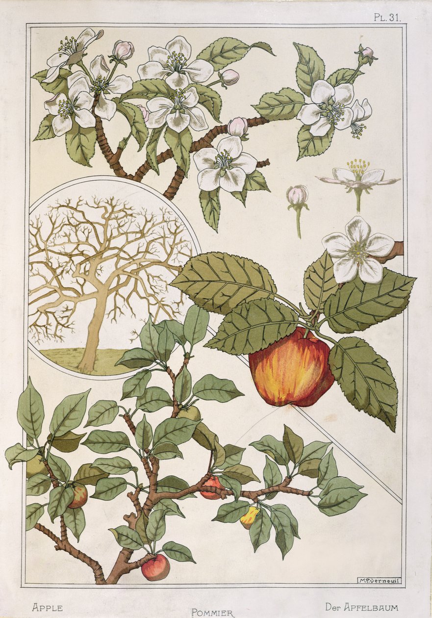 Manzano, frutos y flores, de la "Encyclopédie Botanique", c.1900 (litografía en color) de Maurice Pillard Verneuil