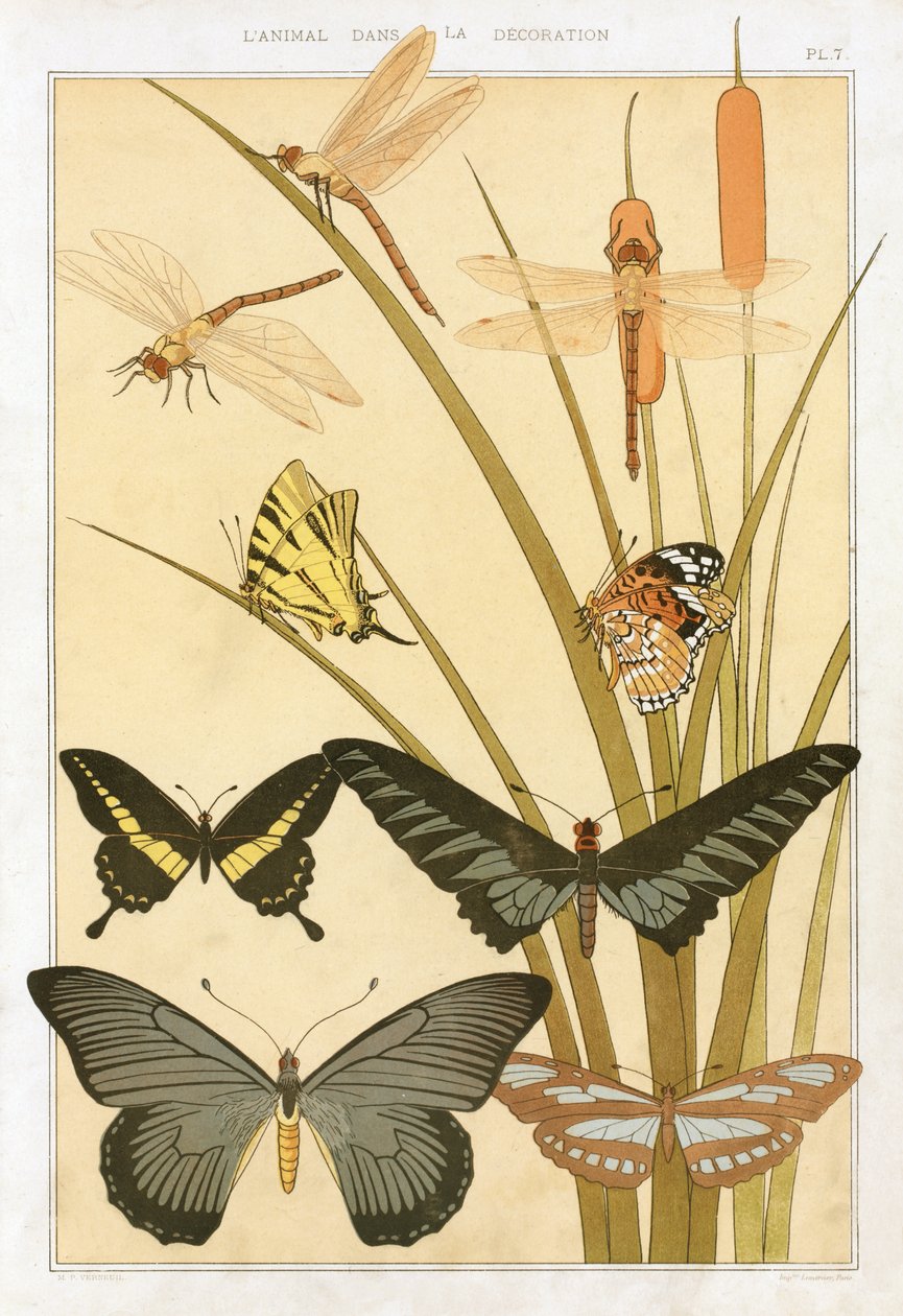 Mariposas, de "L