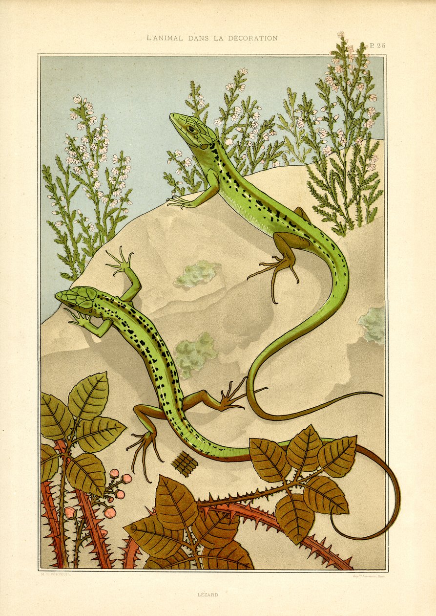Lagarto naturalista en Art Nouveau (litografía) de Maurice Pillard Verneuil