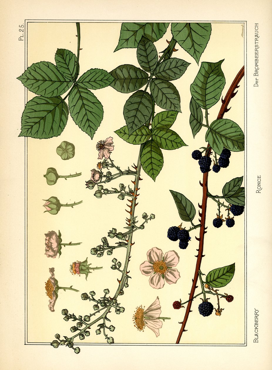 The Blackberry Bush (litografía en color) de Maurice Pillard Verneuil