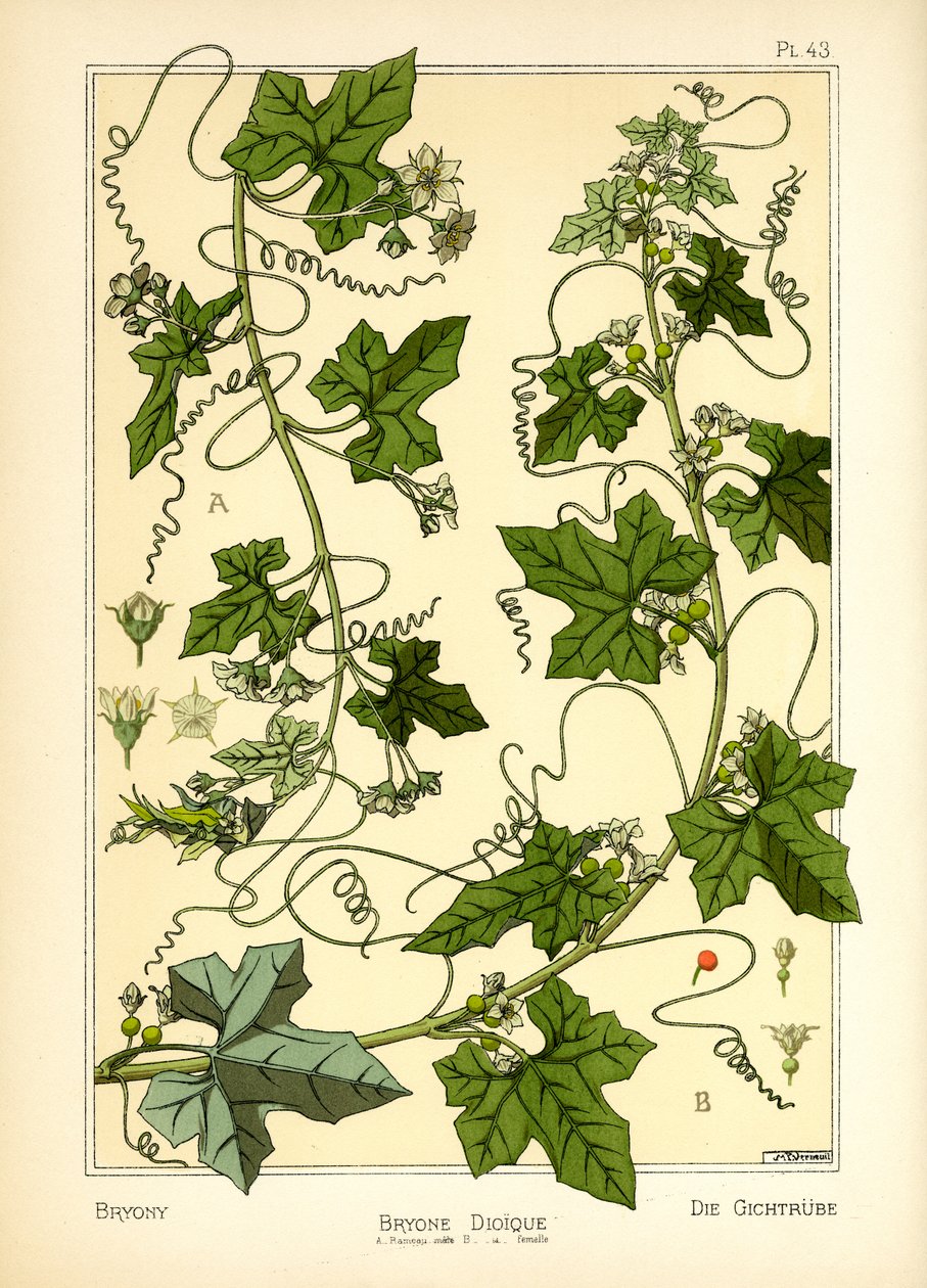 The Bryony (litografía en color) de Maurice Pillard Verneuil