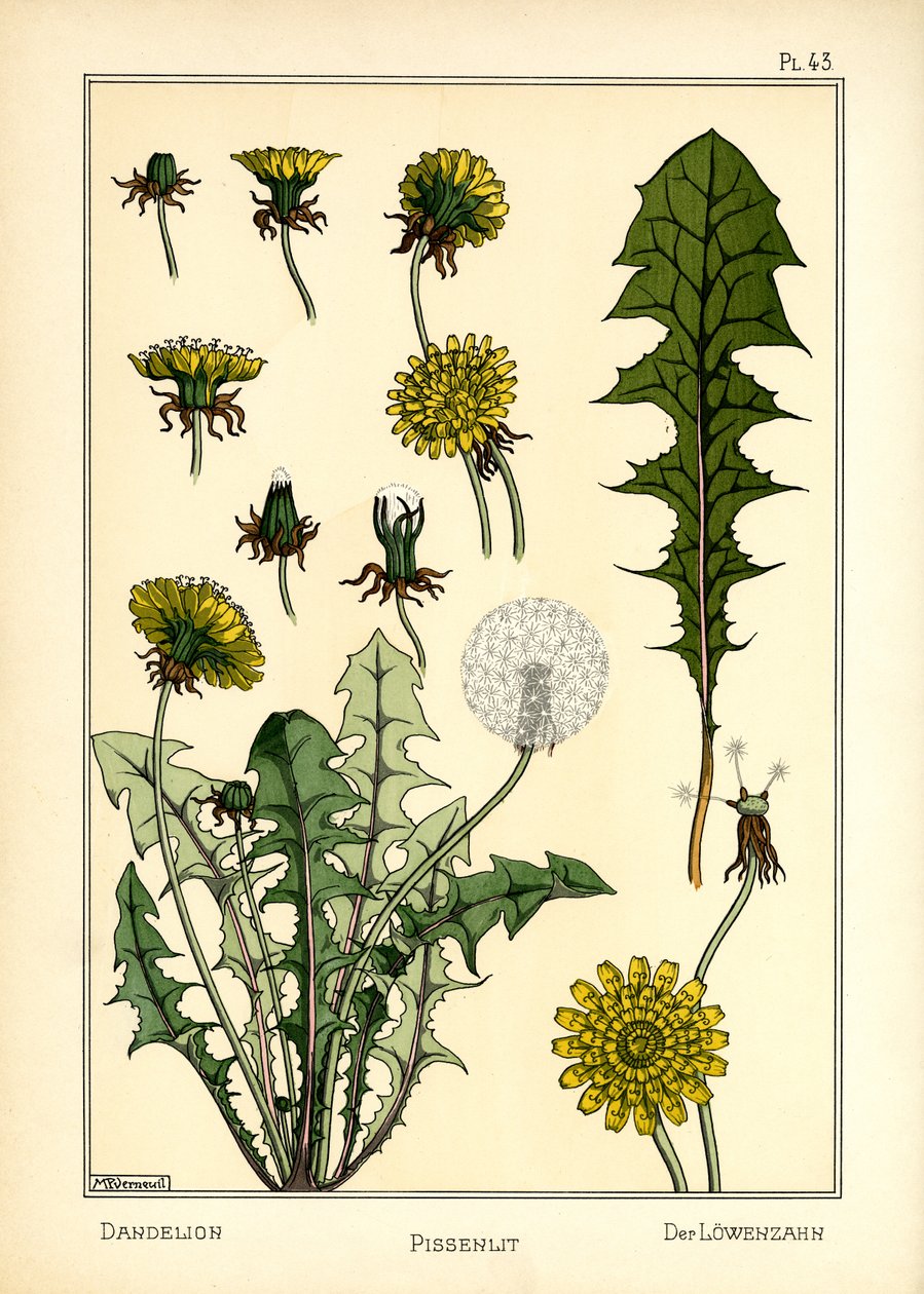 El diente de león (litografía en color) de Maurice Pillard Verneuil