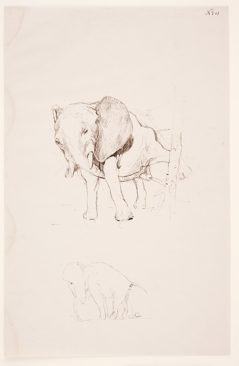 "Weg der Befleckung" - Elefante defecando. 2 estudios de Max Klinger