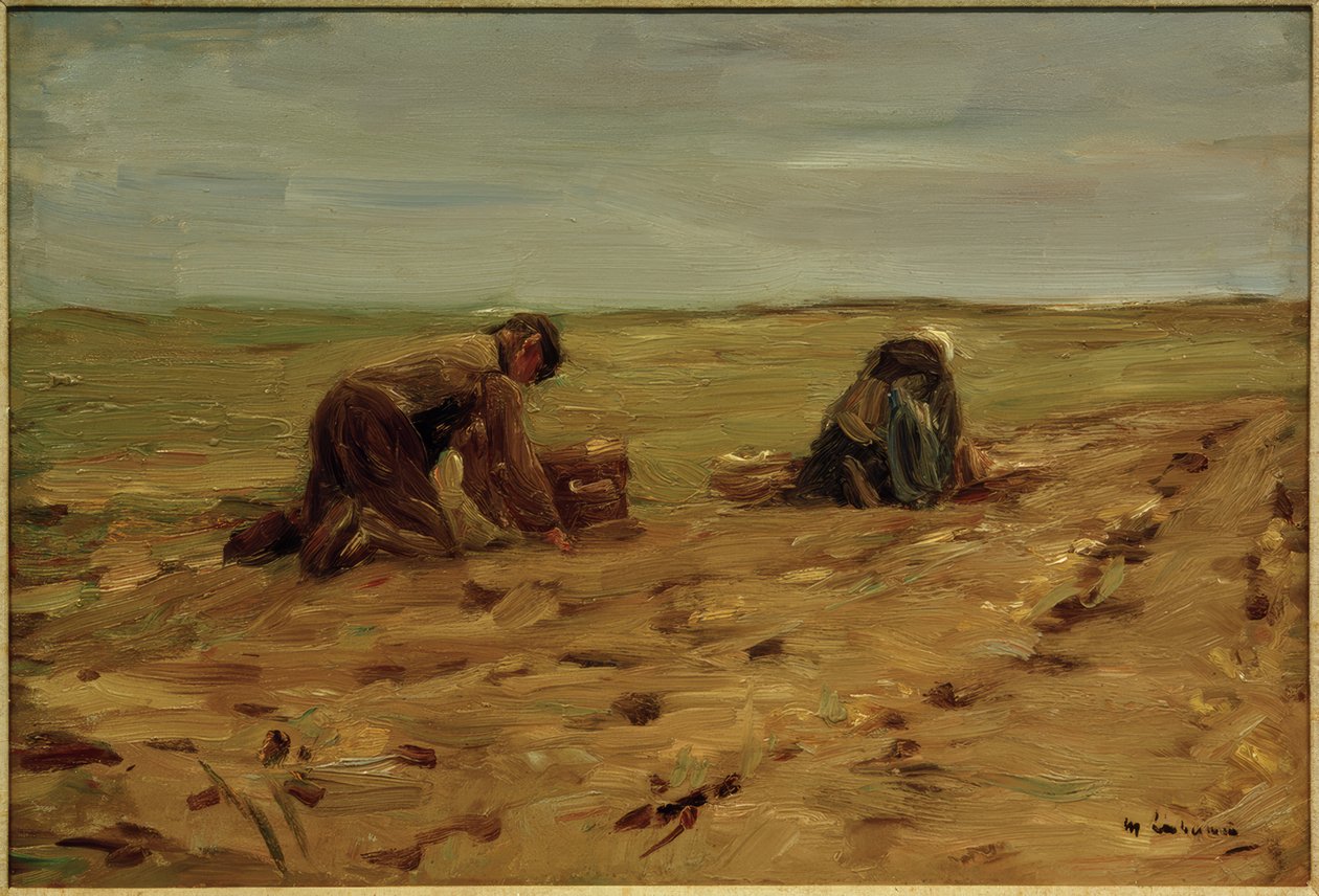 Cosecha de patatas en las dunas de Max Liebermann
