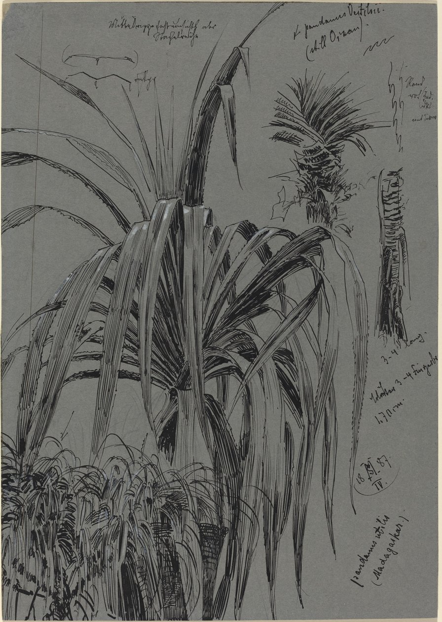 Estudios de pandanos de Madagascar de Max Seliger
