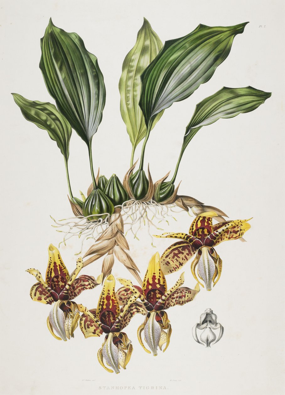 La orquídea tigre de Stanhope, 1838 de Maxim Gauci