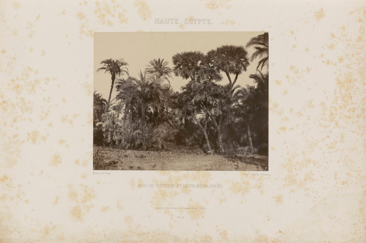 Bosques de palmeras Daltiers y Doums de Maxime Du Camp