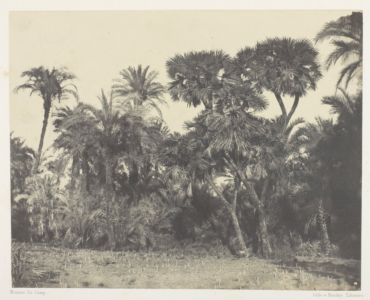 Bosque de palmeras datileras y dom, Alto Egipto de Maxime Du Camp