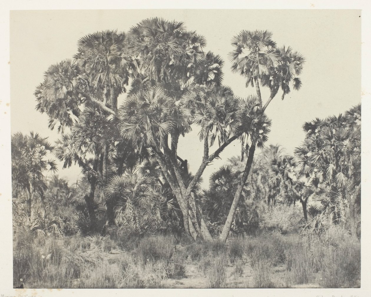 Palmeras Doums, Alto Egipto de Maxime Du Camp