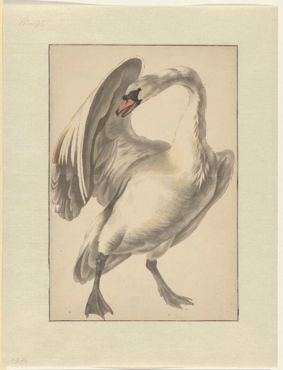 Cisne blanco doméstico de Melchior d