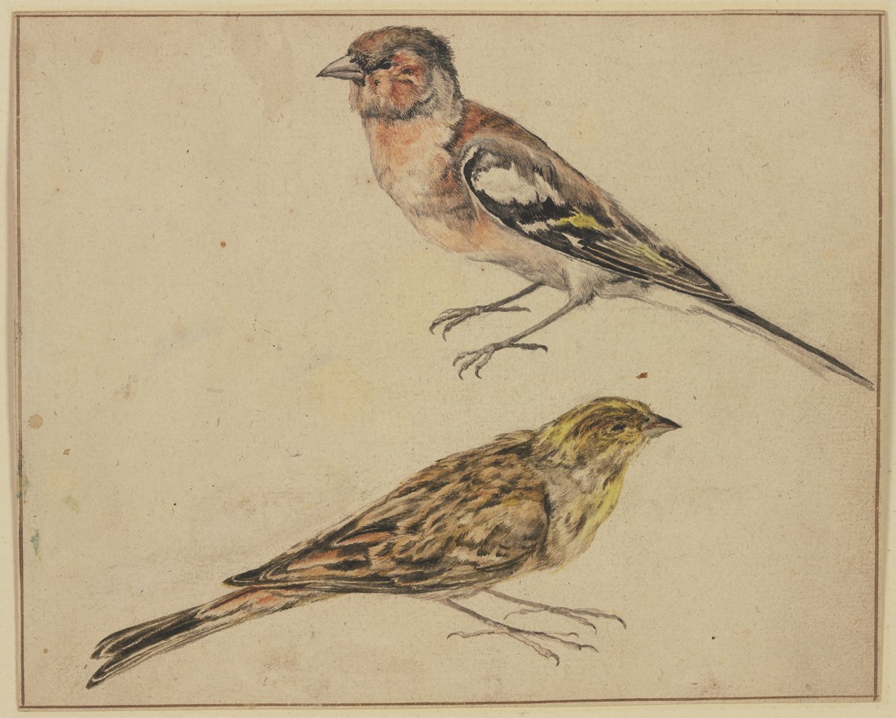 Un jilguero y un pardillo de Melchior de Hondecoeter