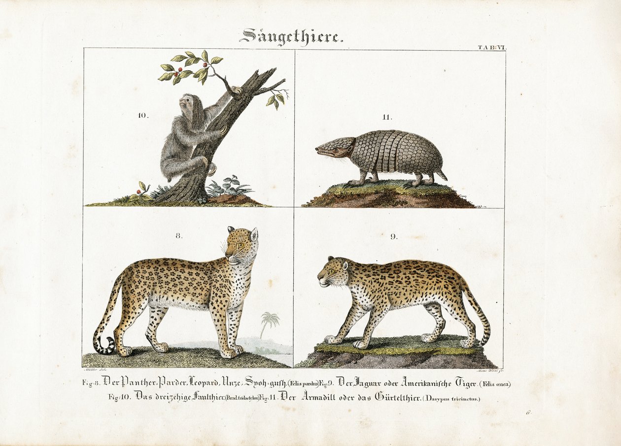 Mamíferos exóticos: Grandes felinos, perezosos y armadillos de Meno Haas