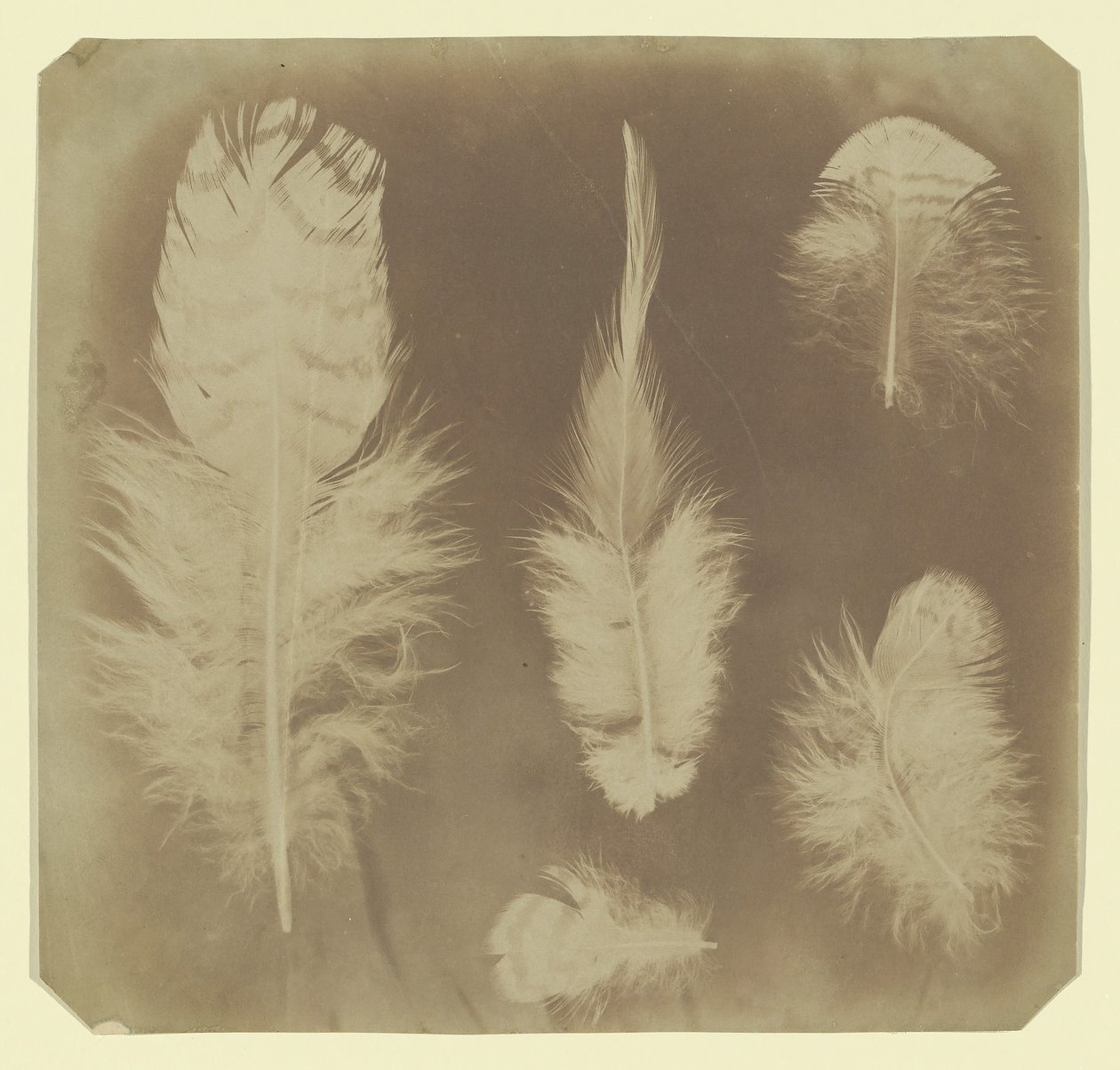 Plumas de pollo, ca. 1840 de Mervyn Herbert Nevil Story Maskelyne