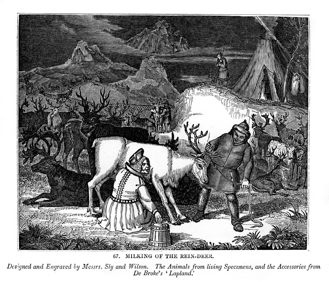 Ordeño del reno, 1843 de Messrs Sly and Wilson