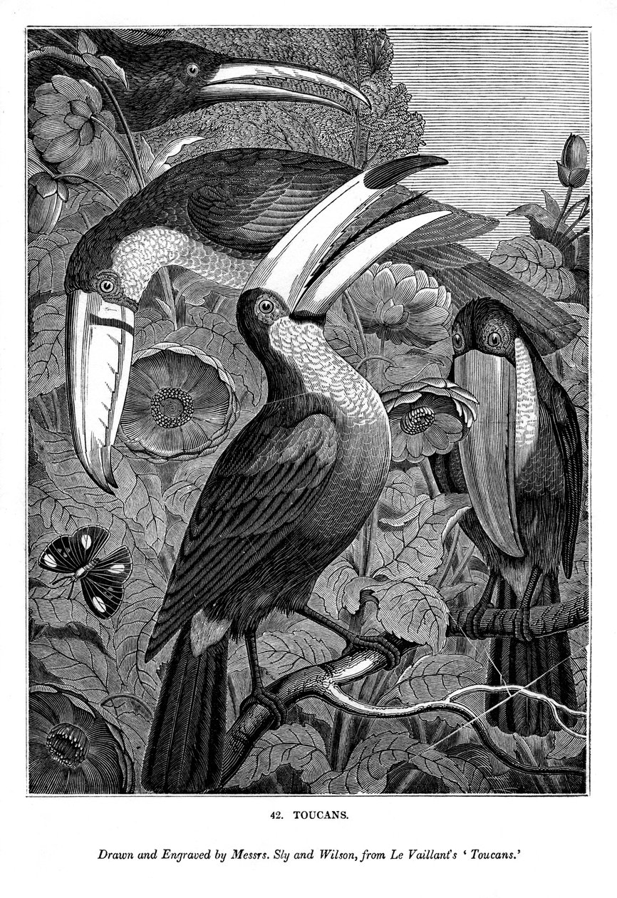 Tucanes, c. 1770-1820 1843 de Messrs Sly and Wilson