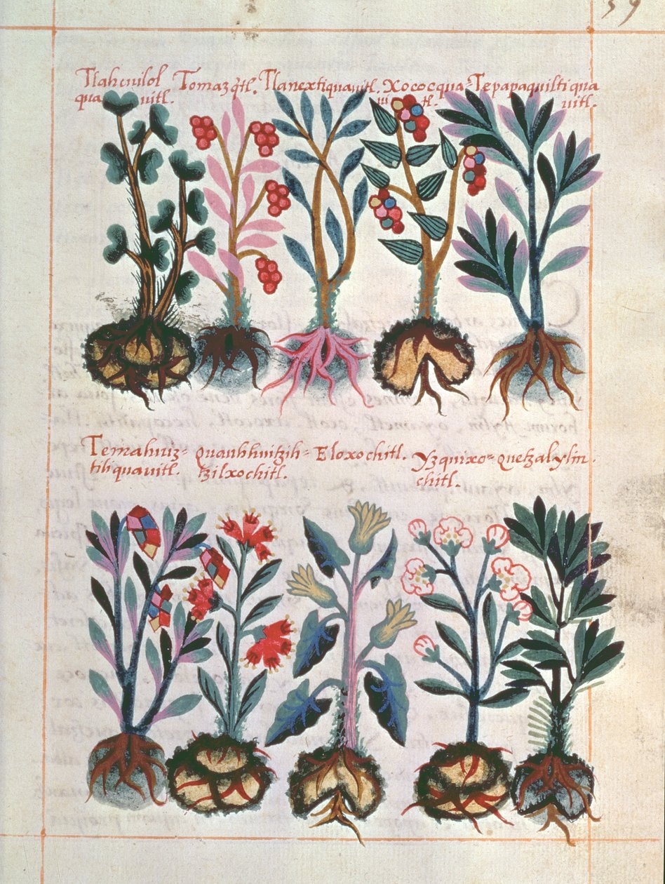 Plantas medicinales de Mexican School