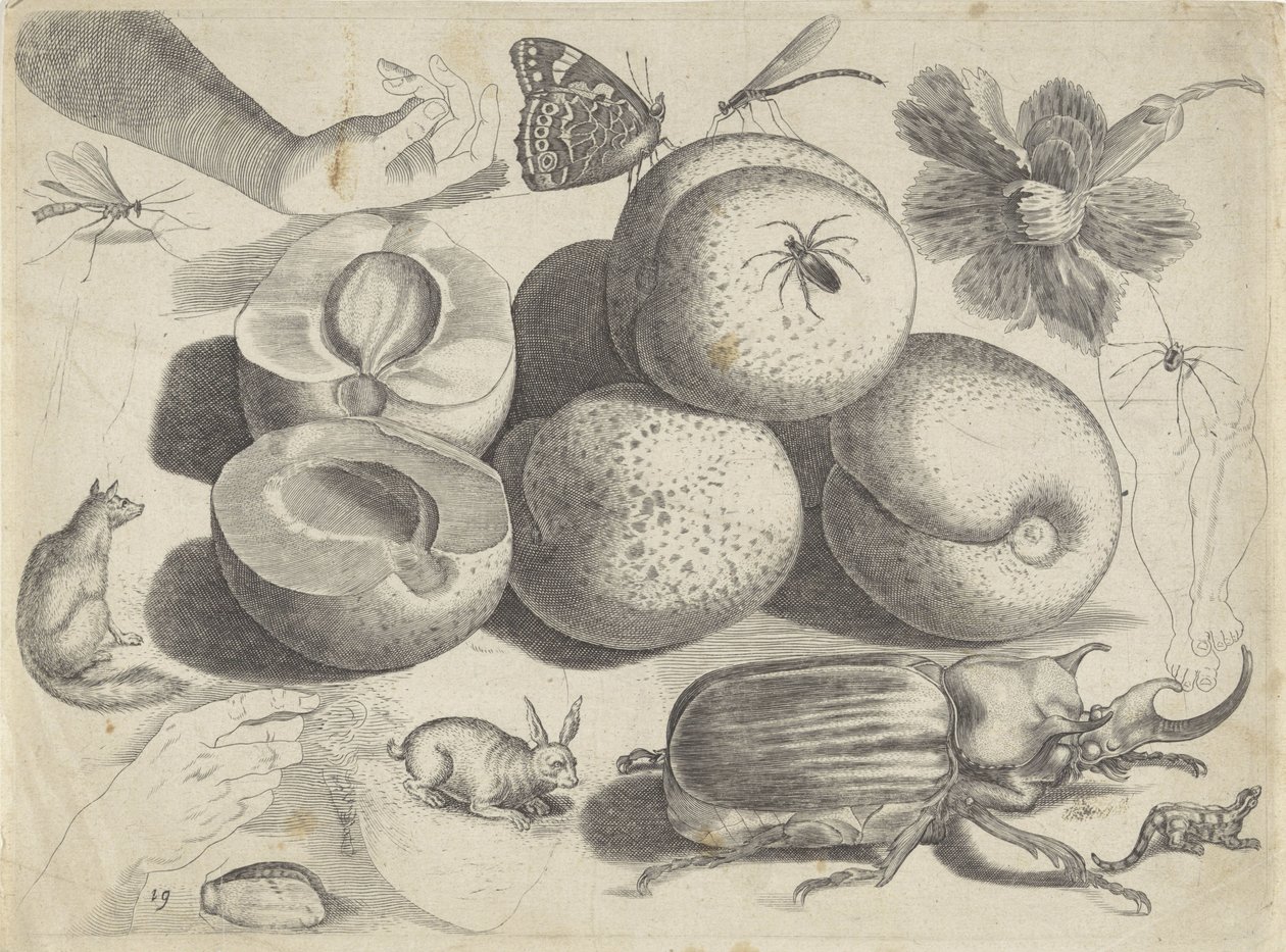 Hoja de estudio con ejemplos de dibujo: frutas, animales, insectos y manos
Ejemplos de dibujos (título de la serie) de Michael Snijders