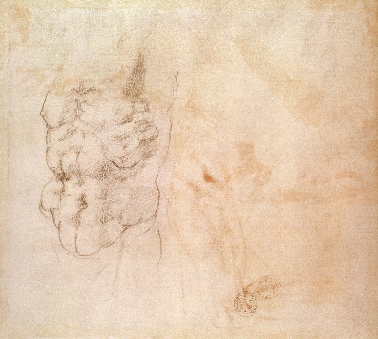 Estudio de Torso de Michelangelo Buonarroti