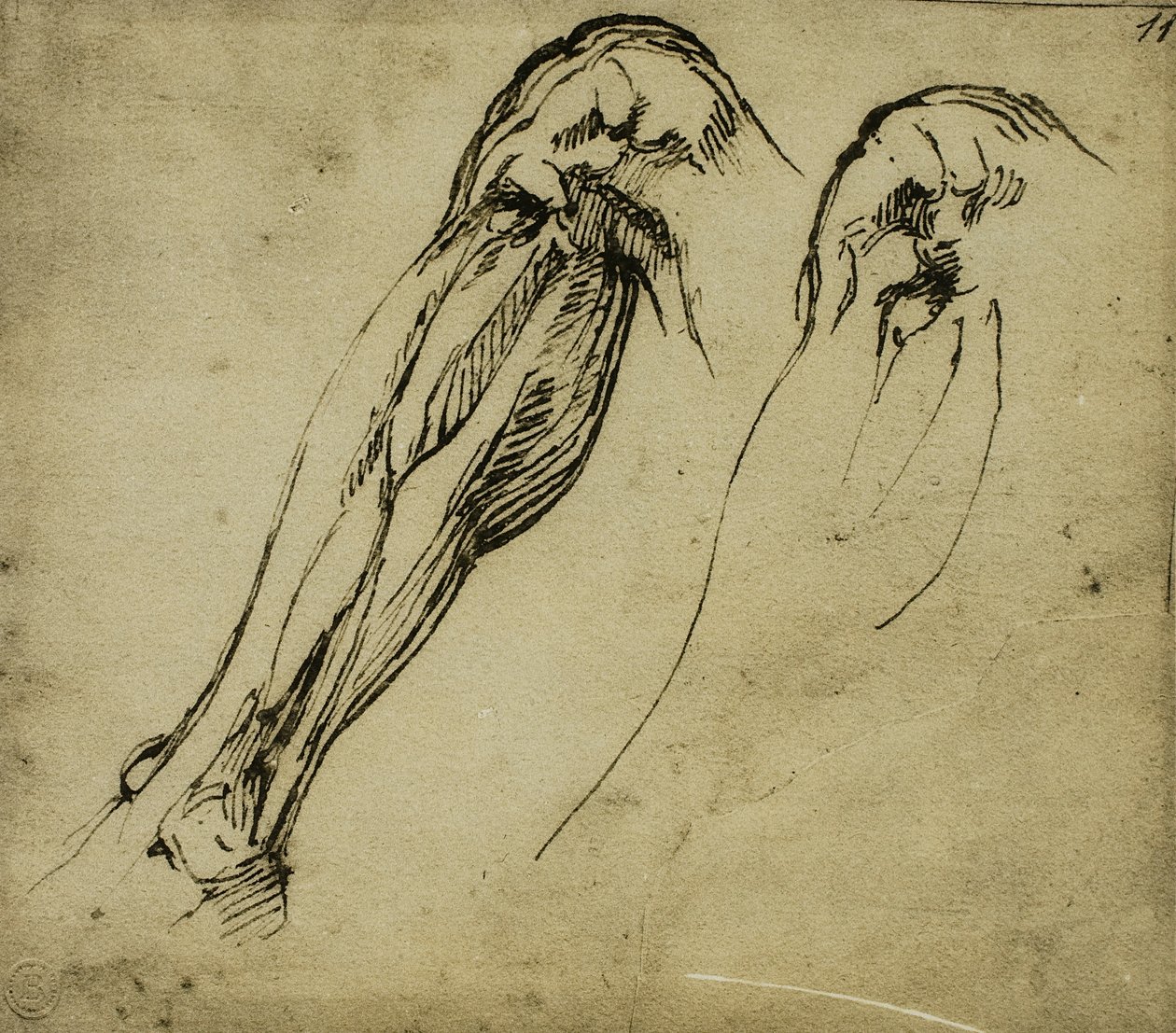 Estudios anatómicos de una pierna de Michelangelo Buonarroti