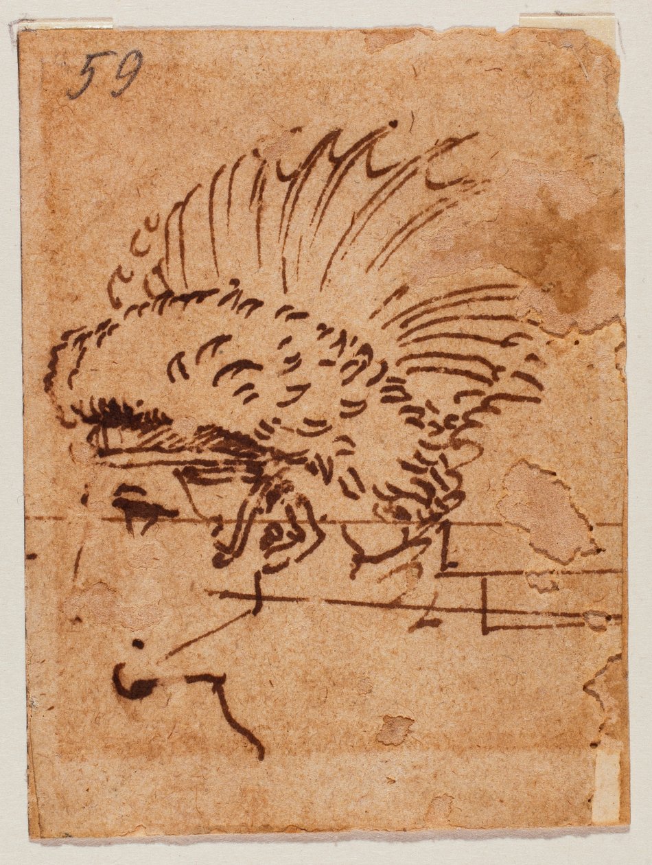 Cabeza crestada de Michelangelo Buonarroti
