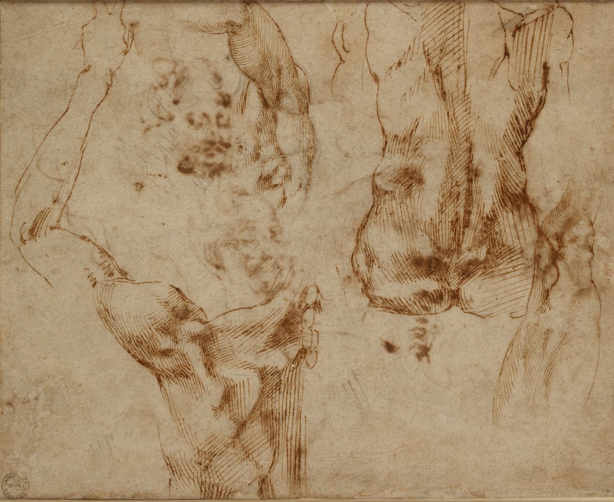 Estudios de desnudos, c1490-1560 de Michelangelo Buonarroti