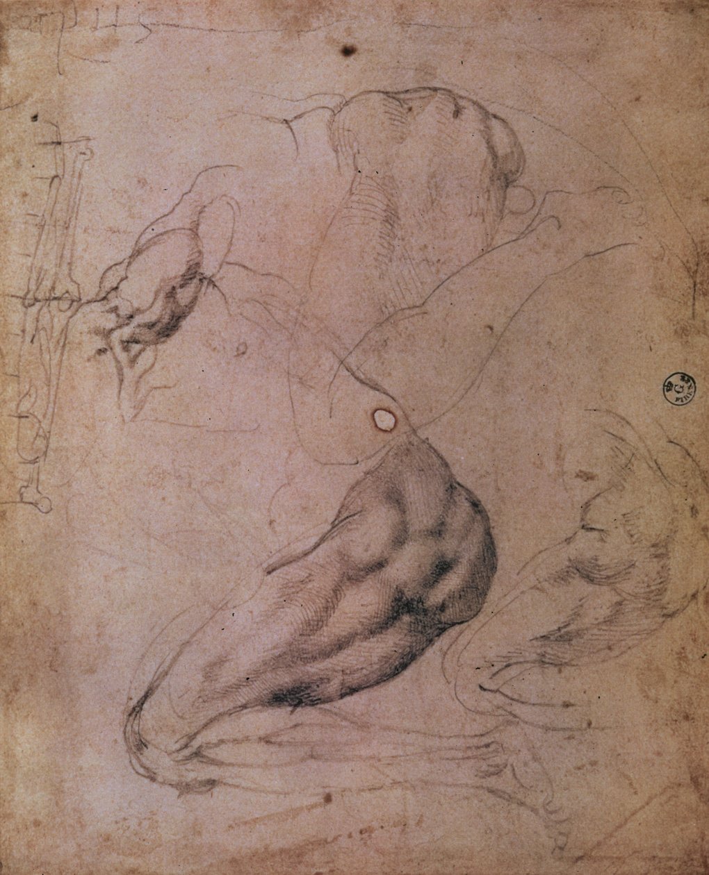 Techo de la Capilla Sixtina (1508-12): bocetos de la figura de Eva de la escena del Pecado Original de Michelangelo Buonarroti