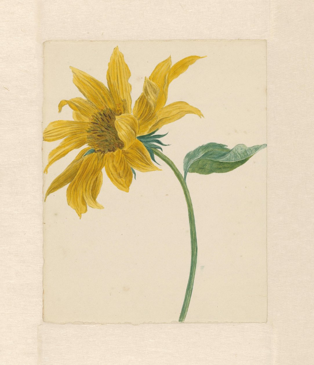 Rama con un girasol de Michiel Van Huysum