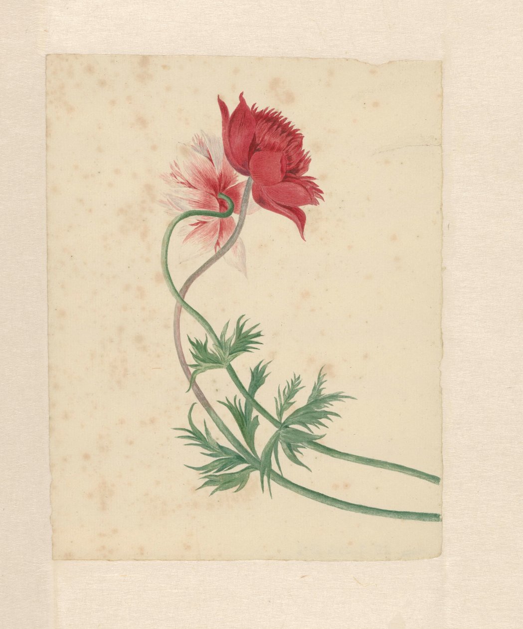 Dos ramas con una flor cada una de Michiel Van Huysum