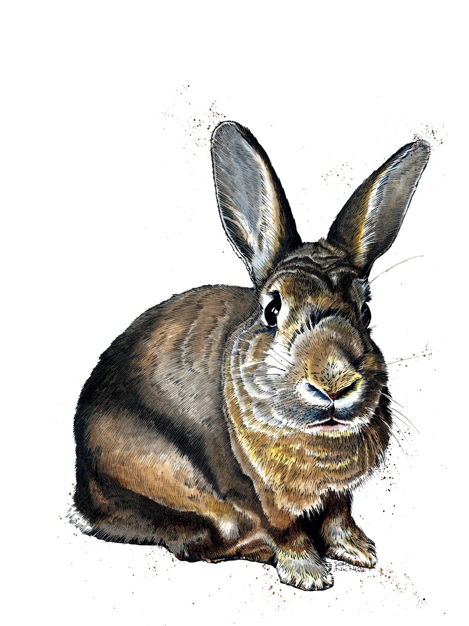 Meg The Bunny en Blanco, 2019 de Mike Davis