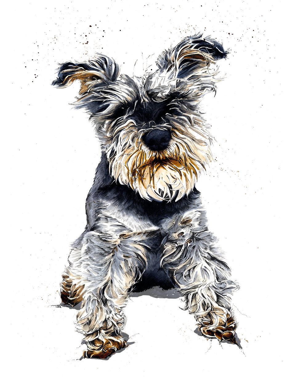 Ollie The Schnauzer en Blanco, 2019 de Mike Davis