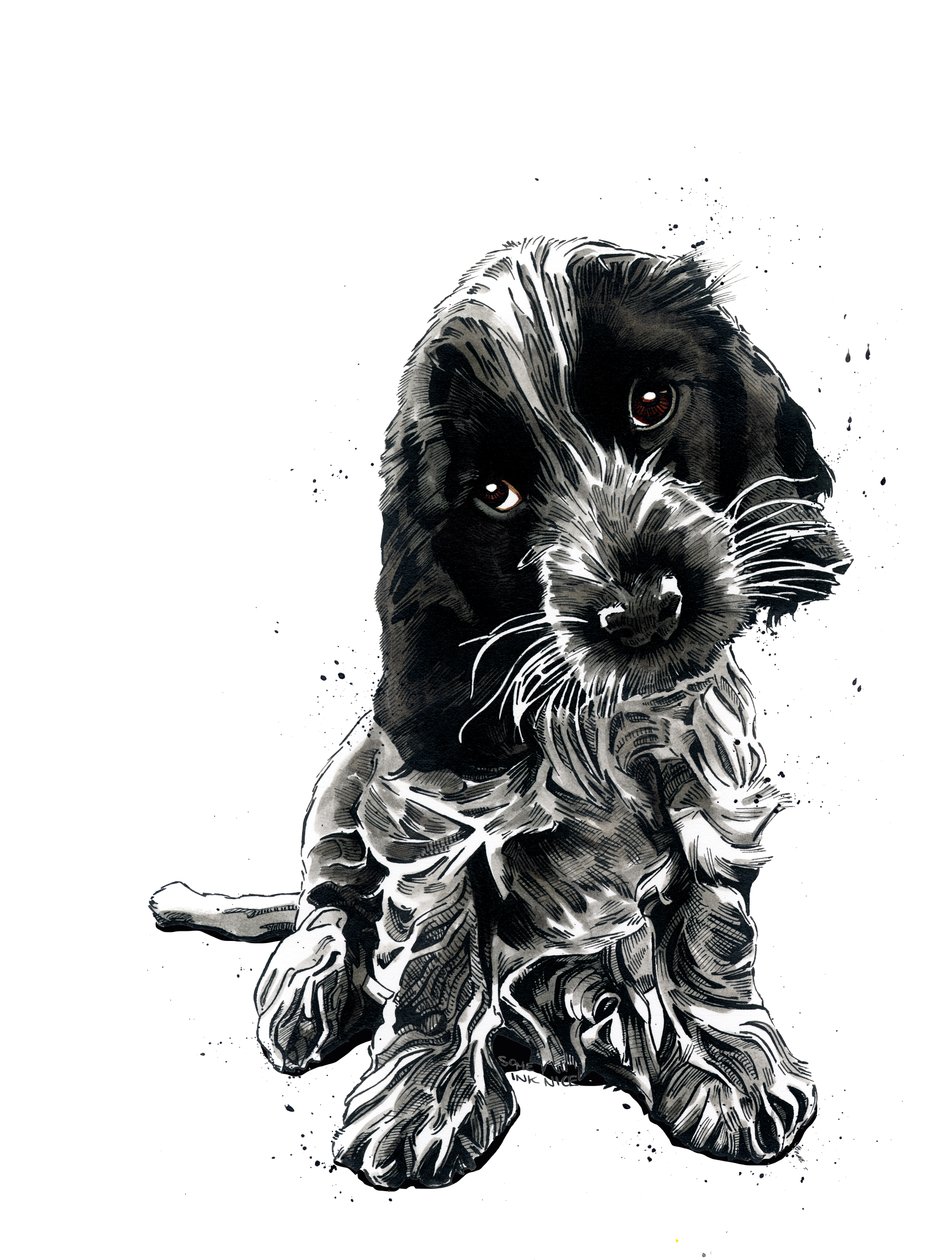 Rosie The Cocker Spaniel en Blanco, 2019 de Mike Davis