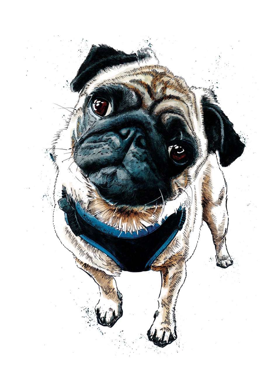 Teddy The Pug en Blanco, 2019 de Mike Davis