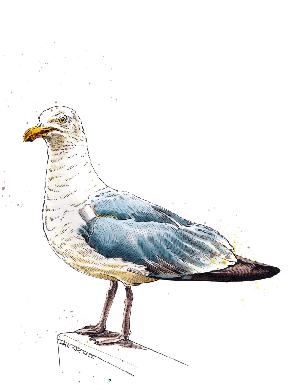 La gaviota en blanco, 2020 de Mike Davis