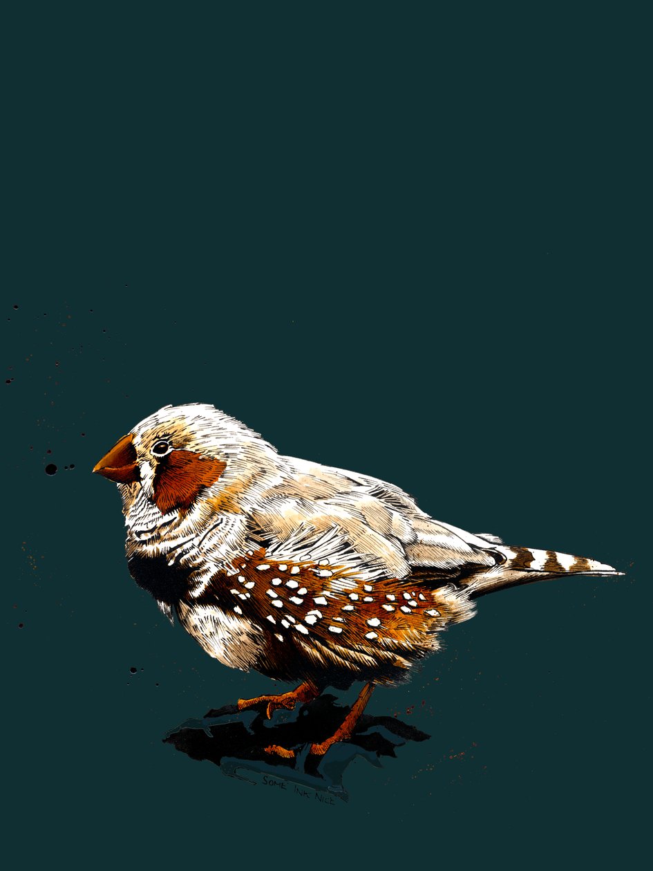 El Zebrafinch en Deep Cyan, 2020 de Mike Davis