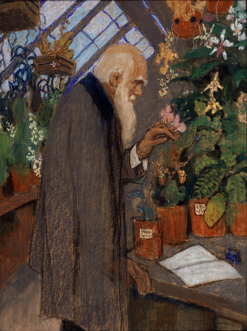 ""Retrato del científico Charles Robert Darwin (1809-1882) examinando plantas en el invernadero Langdon-Down"" Pintura de Mikhail Dmitrievich Ezuchevsky (1880-1928) 1920 Museo Estatal Darwin, Moscú de Mikhail Dmitrievich Ezuchevsky