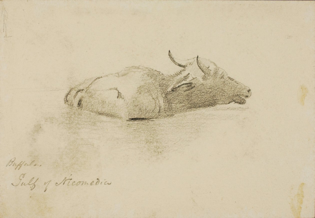 Búfalo, Golfo de Nicomedia de Miner Kilbourne Kellogg