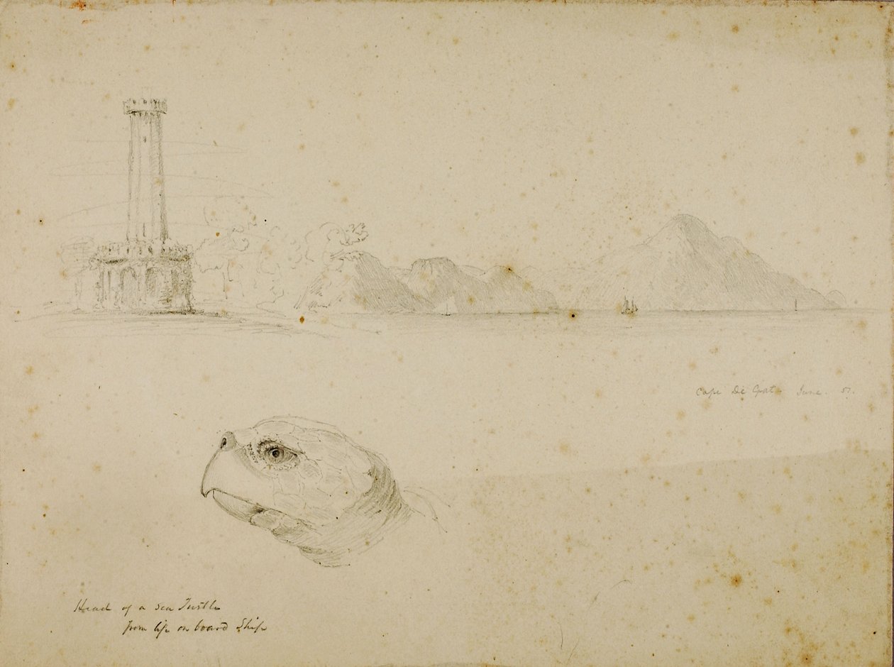 Cabeza de tortuga marina de Miner Kilbourne Kellogg