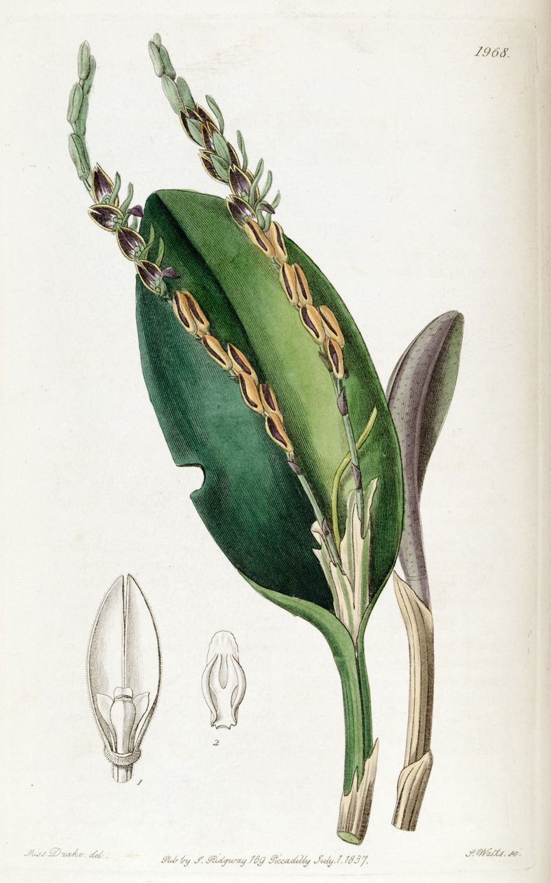 Acianthera saurocephala de Miss Drake