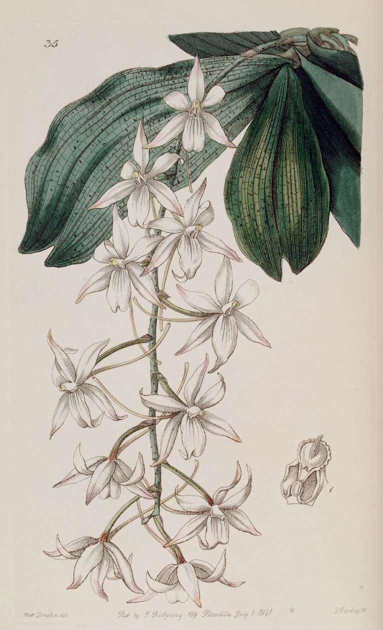 Aerangis biloba de Miss Drake