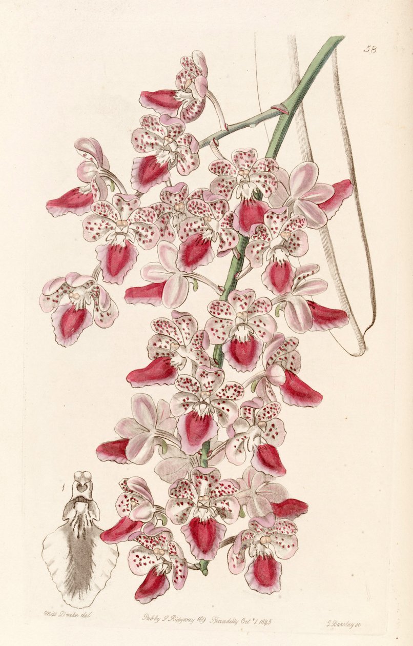 Aerides maculosa de Miss Drake
