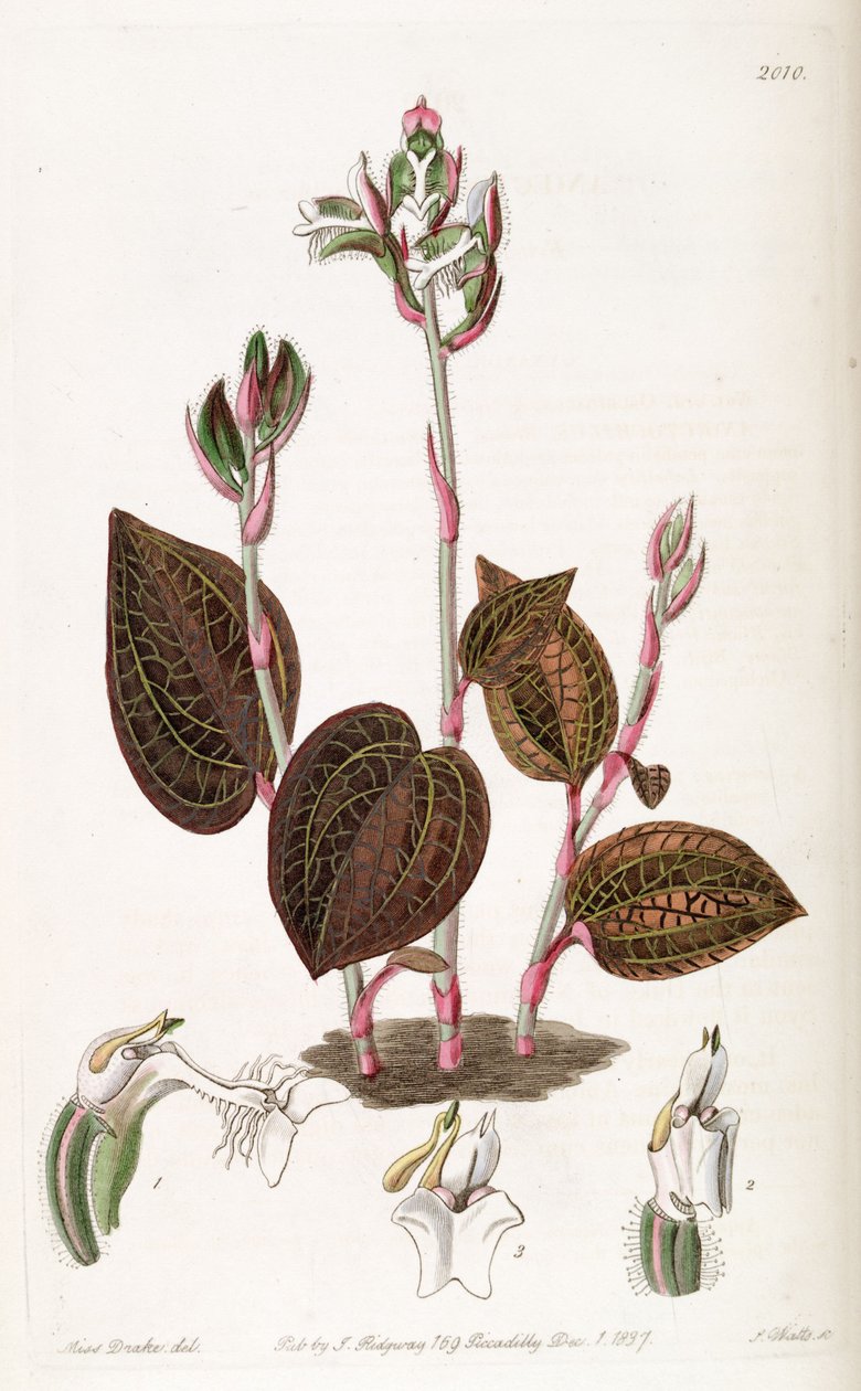 Anoectochilus setaceus de Miss Drake