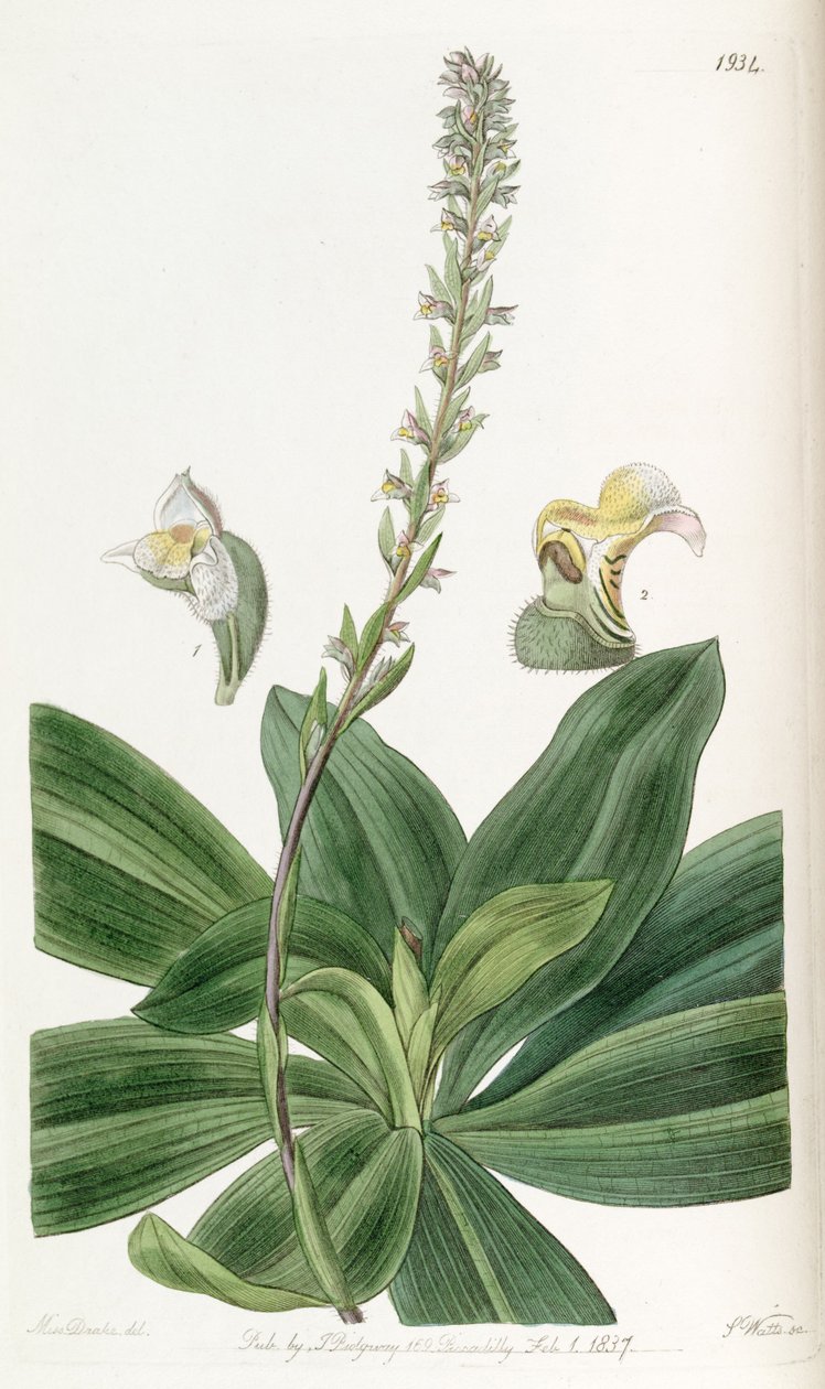 Brachystele bracteosa de Miss Drake