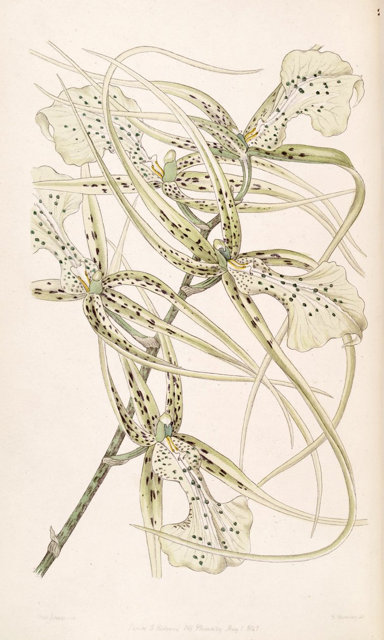 Brassia verrucosa de Miss Drake