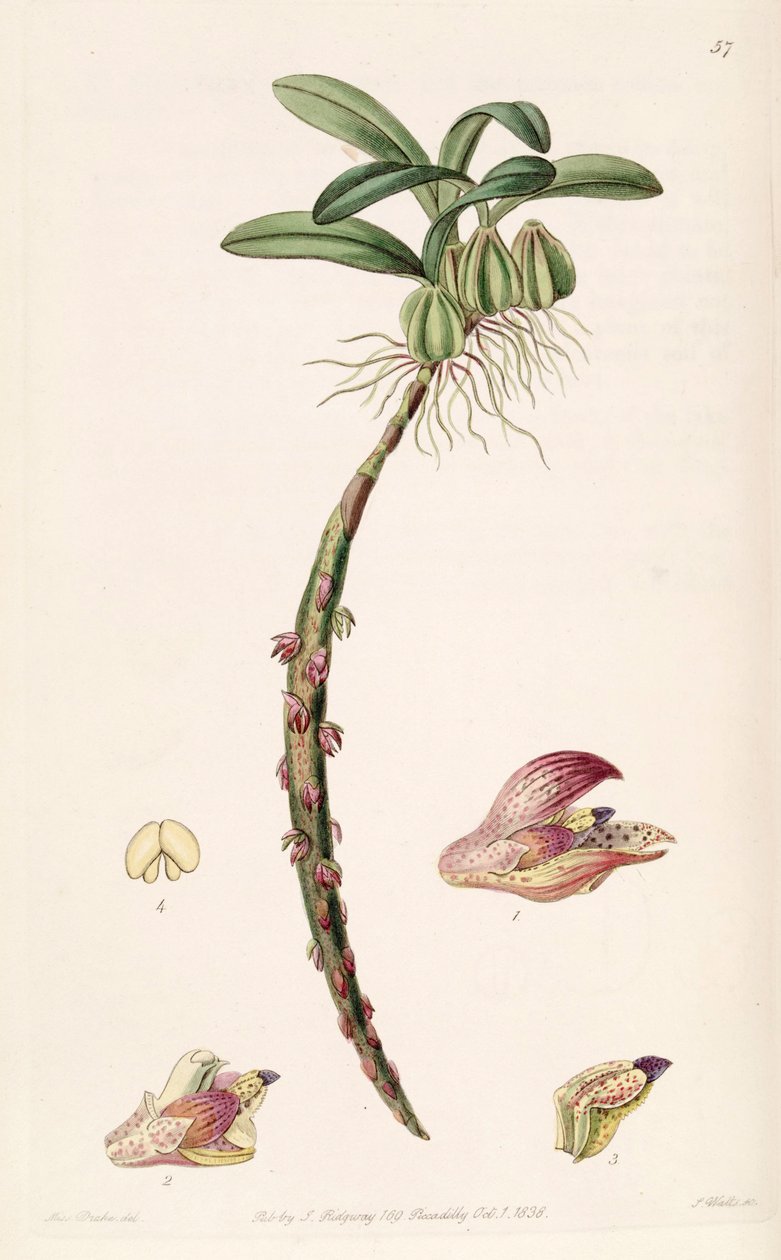Bulbophyllum bracteolatum de Miss Drake