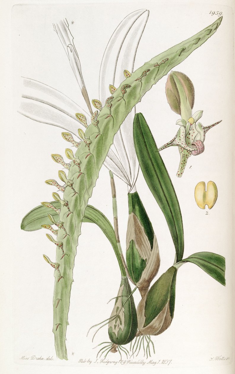 Bulbophyllum calyptratum de Miss Drake