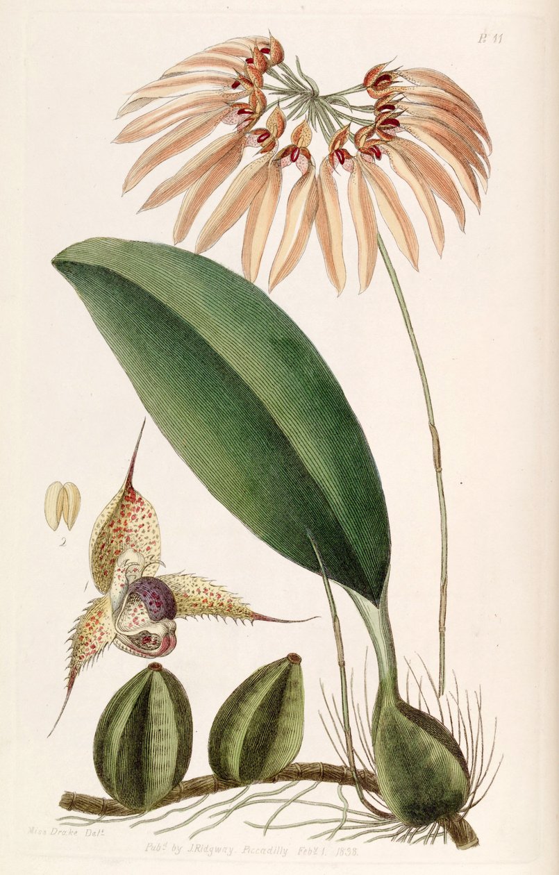 Bulbophyllum eberhardtii o Bulbophyllum longiflorum (como sin. Cirrhopetalum thouarsii) de Miss Drake