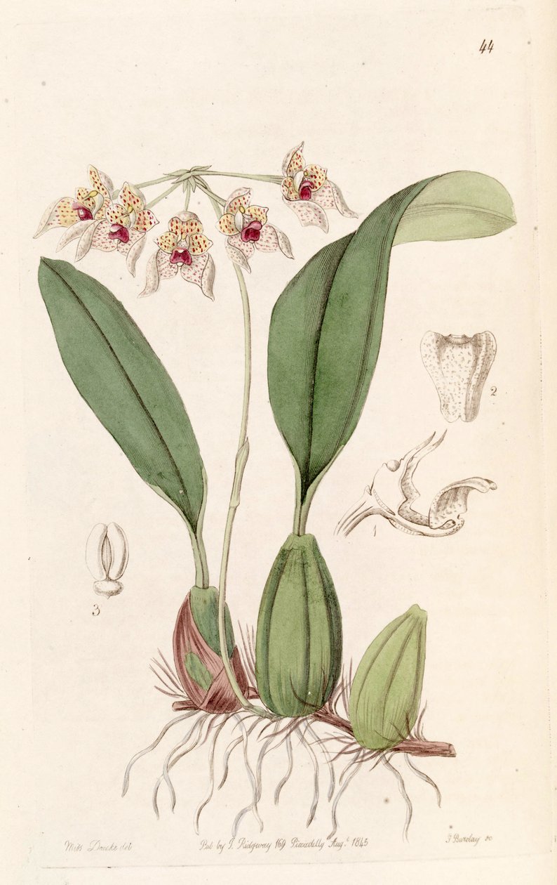 Bulbophyllum umbellatum (escrito Bolbophyllum umbellatum) de Miss Drake