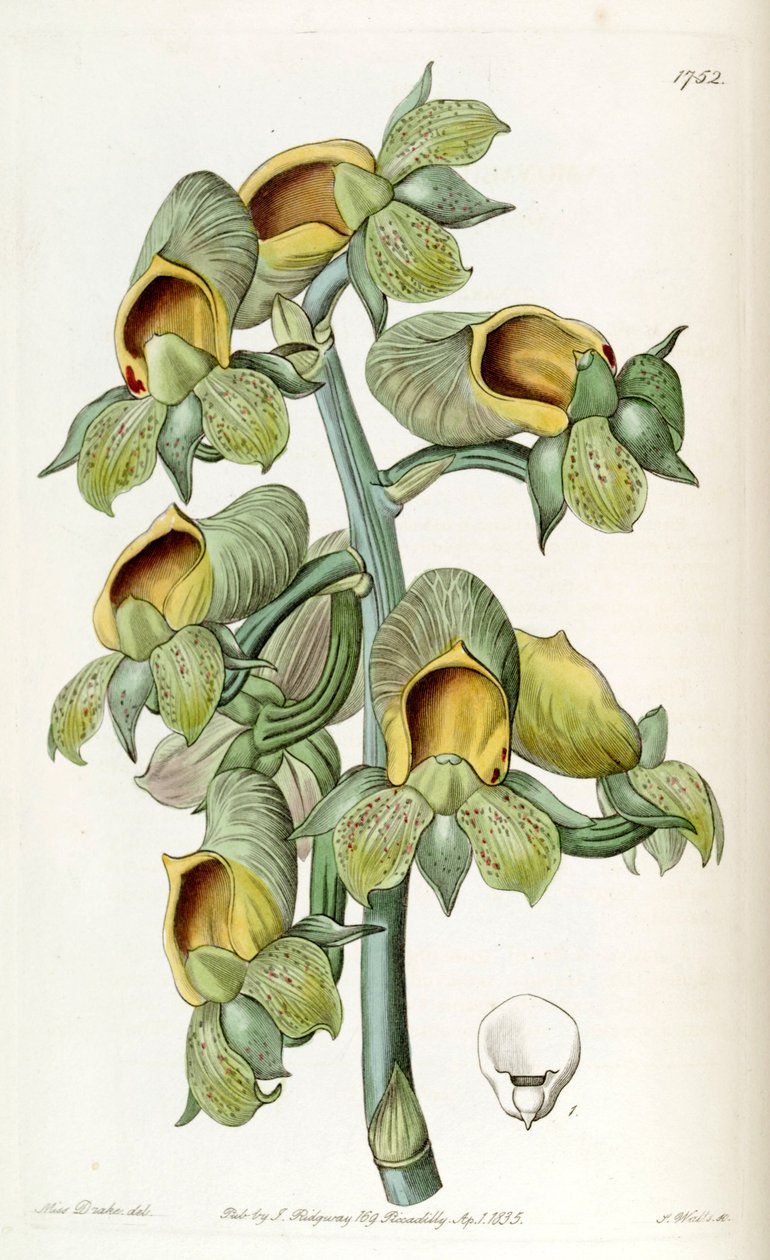 Catasetum cernuum (como sin. Monachanthus viridis) de Miss Drake